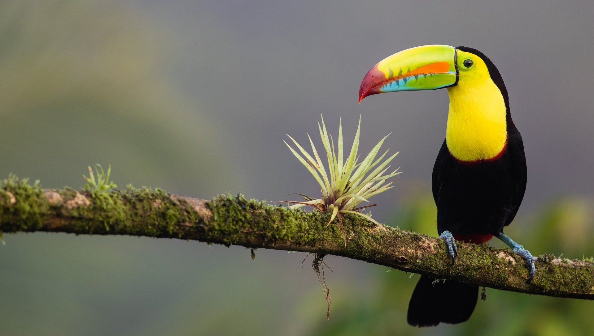 What does "Pura Vida" mean in Costa Rica?